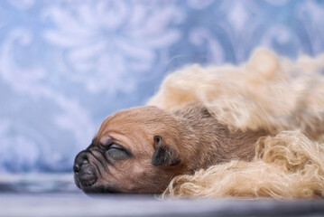 Obraz premium little newborn red pitbull puppy