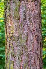 Black pine bark detail. Latin name - Pinus nigra. Pinus nigra, the Austrian pineor black pine bark