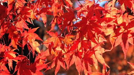 埼玉県秩父・長瀞の紅葉　0842