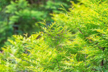 Thuja occidentalis green foliage. Green thuja tree branches, background.