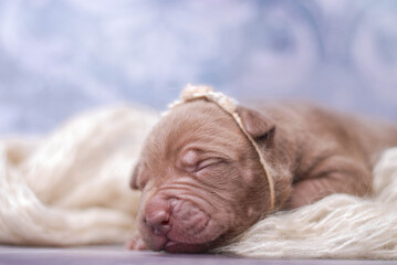 little newborn chocolate pitbull puppy