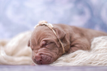 little newborn chocolate pitbull puppy