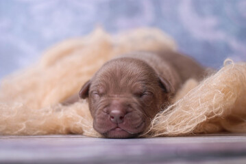 little newborn chocolate pitbull puppy
