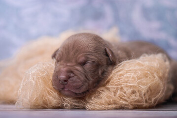 little newborn chocolate pitbull puppy