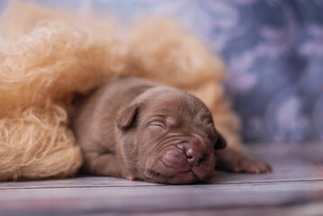 little newborn chocolate pitbull puppy