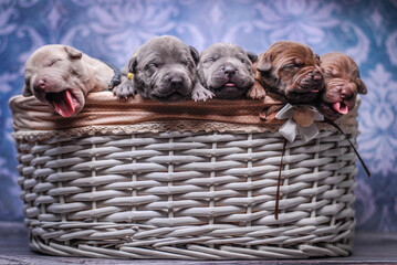 
small newborn pitbull puppies in a basket