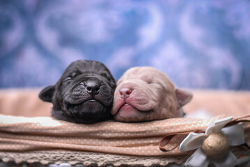 
small newborn pitbull puppies in a basket