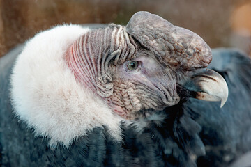 Condor