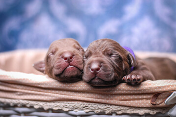 
small newborn pitbull puppies in a basket