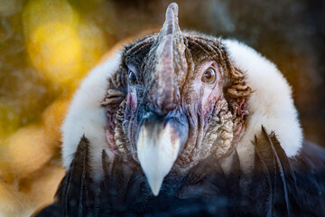 Condor