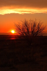 sunset bush silouette
