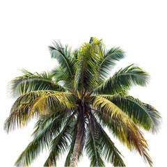 Fototapeta na wymiar Portrait of coconut tree isolated on transparent background. Bottom up view of coconut or palm branch, tropical decoration element. Generative AI