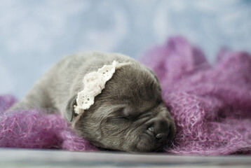 little newborn blue pitbull puppy
