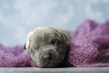little newborn blue pitbull puppy