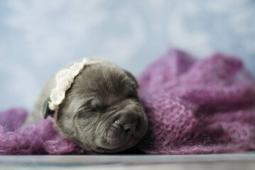 little newborn blue pitbull puppy