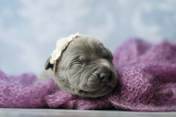 little newborn blue pitbull puppy