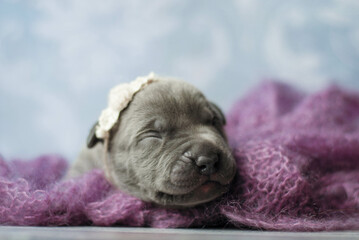little newborn blue pitbull puppy