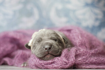 little newborn blue pitbull puppy