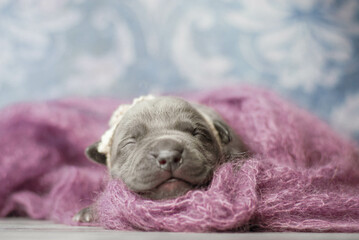 little newborn blue pitbull puppy