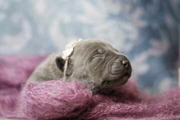 little newborn blue pitbull puppy