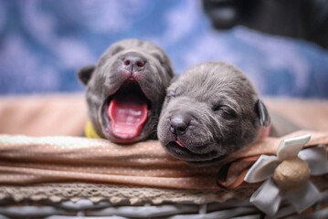 
small newborn pitbull puppies in a basket