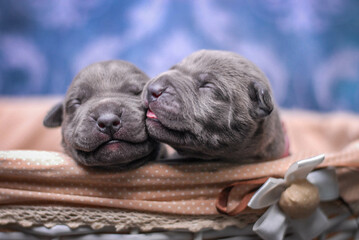 
small newborn pitbull puppies in a basket