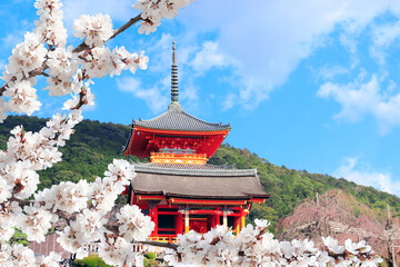 Kiyomizu-dera Temple (Clean Water Temple) and pink sakura flowers. Spring time in Kyoto, Japan....