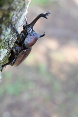 カブトムシの成虫