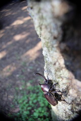カブトムシの成虫