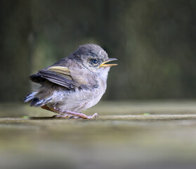Grey warbler (Riroriro) chick on the ground calling for parents.