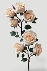 White roses on a white background