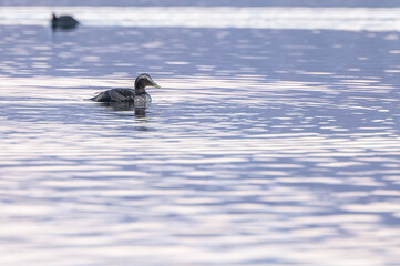 The common eider floating on the lake in the sunrise light