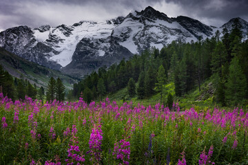 Glade with flowers in high land with mountain view