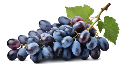 A bunch of ripe blue grapes with leaves lies isolated on a white background