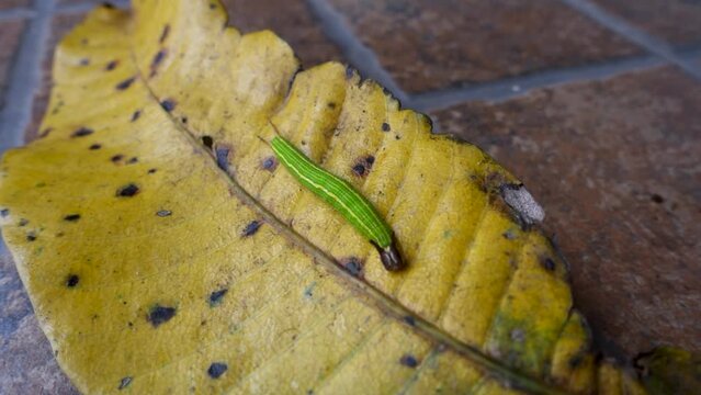 A close up shot of Melanitis leda, the common evening brown Caterpillar on a hard surface background. India