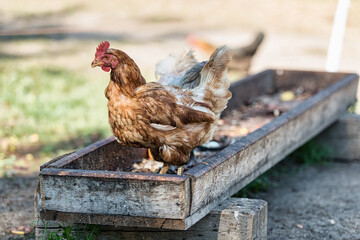 A hen behind the feeder