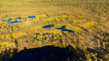 Top view on bog and forest in Estonia