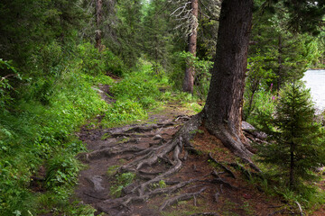 Dreamy path in woods with roots in summer