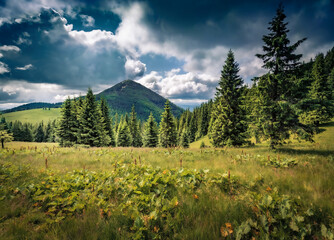 Dramatic summer view of green hills of Khomyak peak. Stunning morning scene of fir tree forest in  Carpathian mountains, Yaremche resort location, Ukraine, Europe. Beauty of nature concept background.