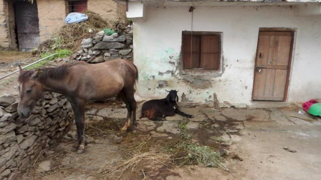 Rural Scene in Uttarakhand: Mule and Goat Tied Outside Himalayan Home. Authentic Stock Footage capturing traditional life in the Indian Himalayas.