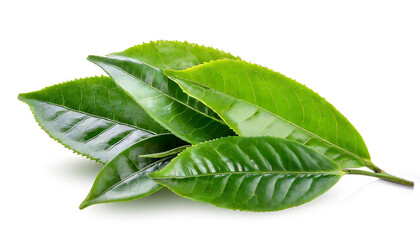 Green tea leaves isolated on white background - Powered by Adobe