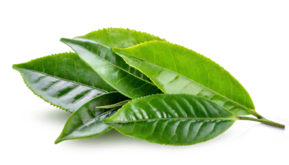 Green tea leaves isolated on white background
