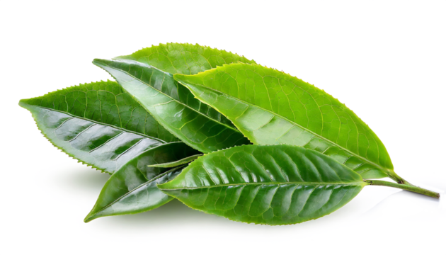 Green tea leaves isolated on white background