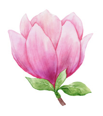 Watercolor magnolia bud isolated. Hand drawn pink flower for greeting cards, invitations. Botanical hand painted illustration
