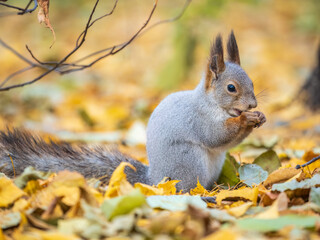 Autumn squirrel with nut sits on green grass with fallen yellow leaves