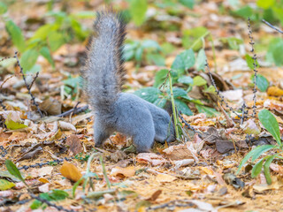 Squirrel in autumn hides nuts on the green grass with fallen yellow leaves
