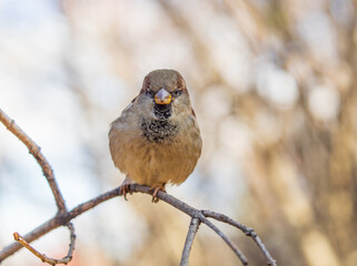 Fototapeta premium Sparrow sits on a branch without leaves.