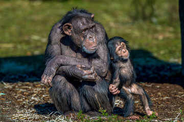Young chimpanzee with its mother.