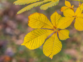 Yellow Horse chestnut leaves in autumn