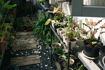 Various potted plants arranged in greenhouse. Plant lovers concept. Green house plants modern...